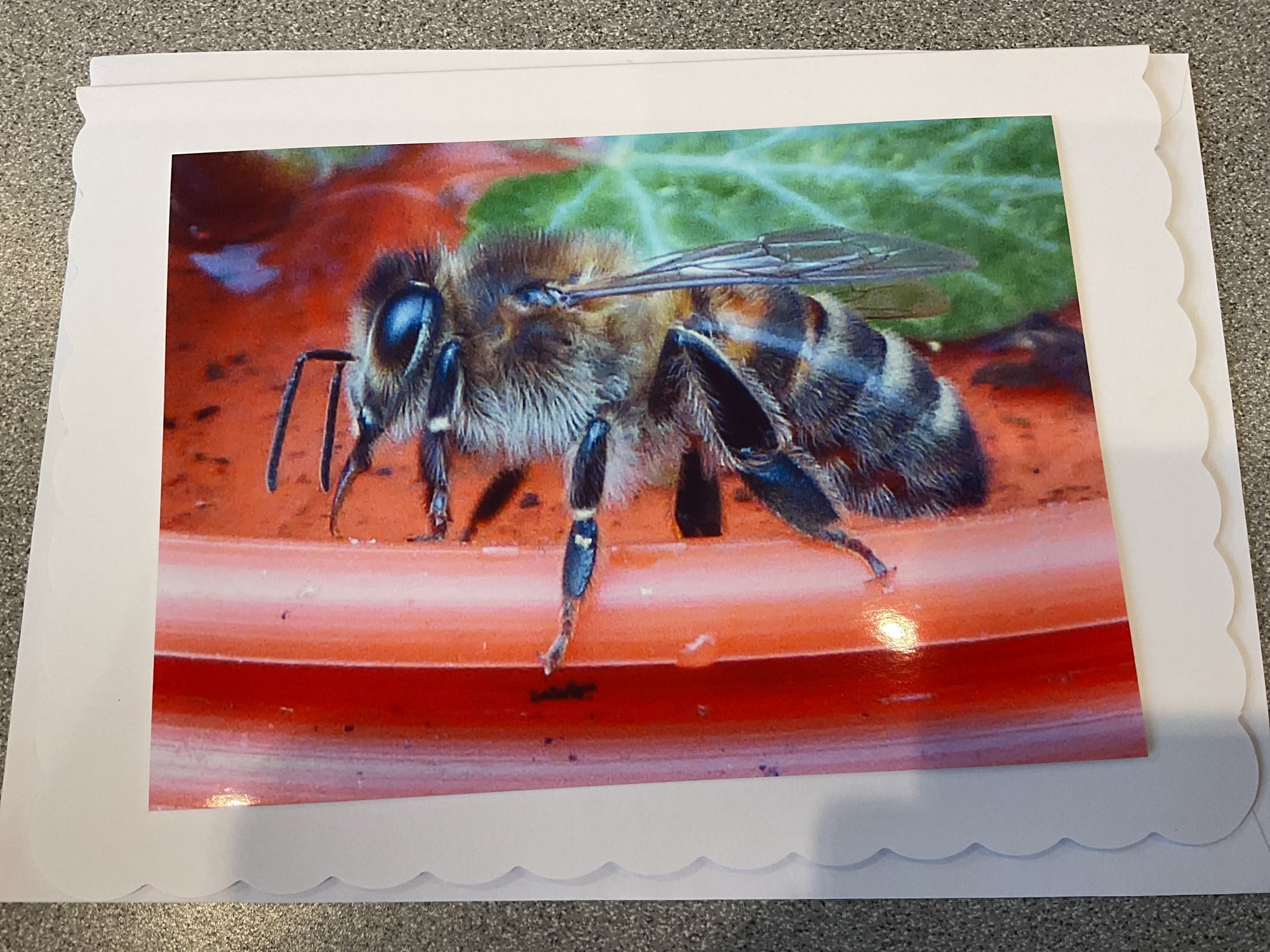 Bee photography card